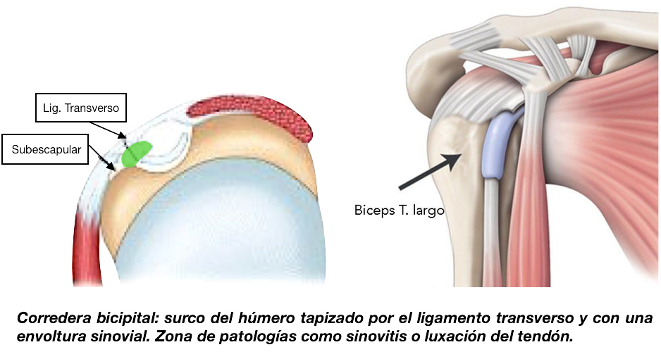 Tendinitis Y Rotura De La Porci n Larga Del B ceps Synergia